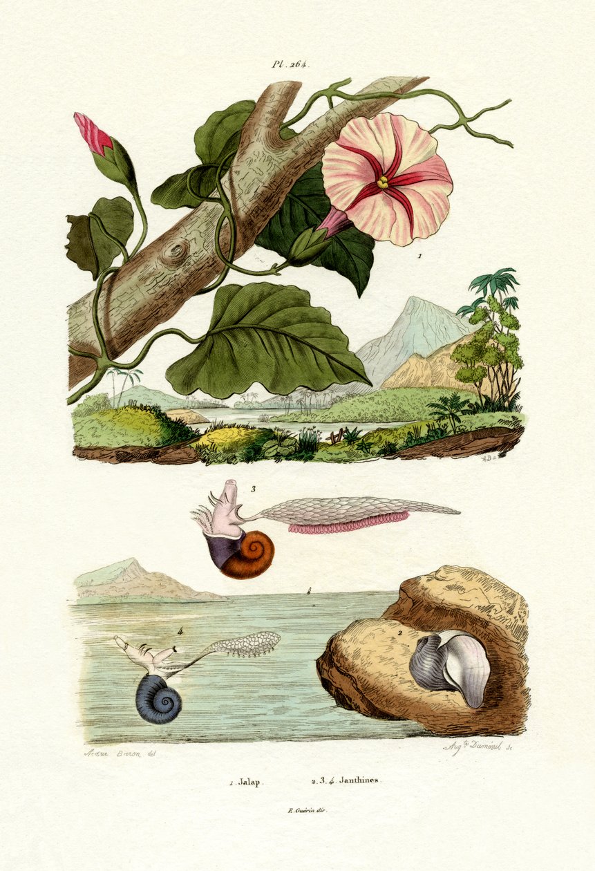 Jalap, 1833-39 autorstwa French School