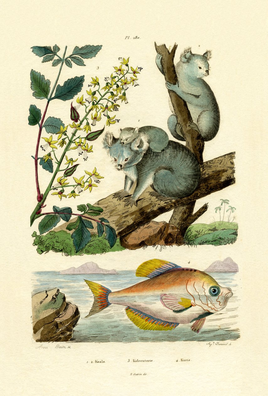 Koala, 1833-39 autorstwa French School