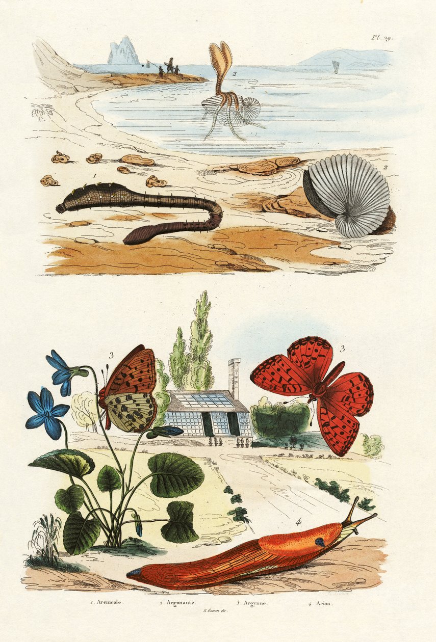 Robak płucny, 1833-39 autorstwa French School