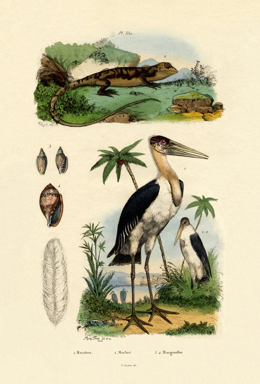 Bocian Marabut, 1833-39 autorstwa French School