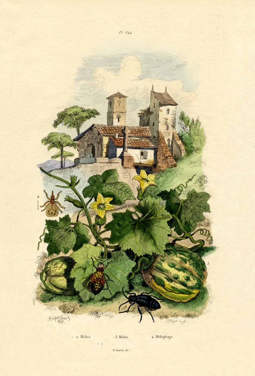 Melon, 1833-39 autorstwa French School
