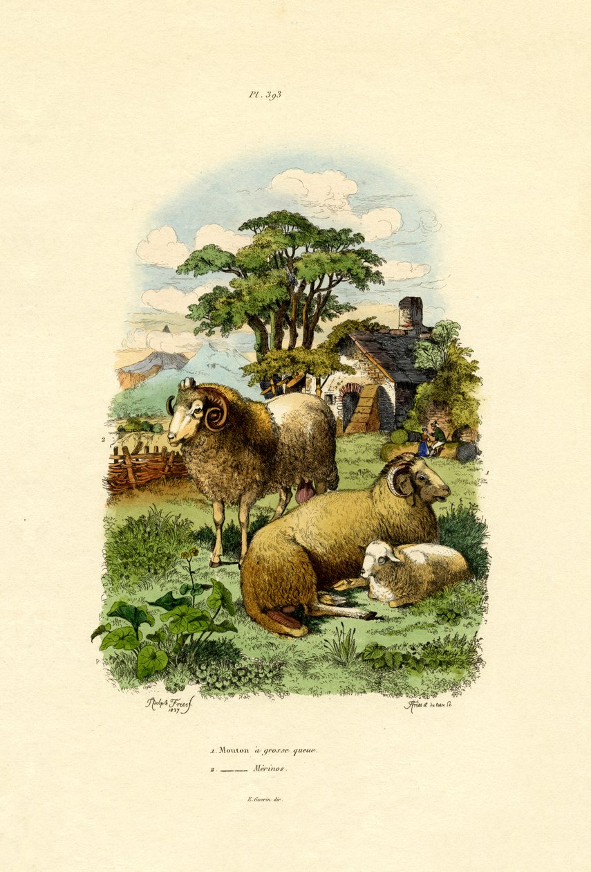 Merinoowce, 1833-39 autorstwa French School