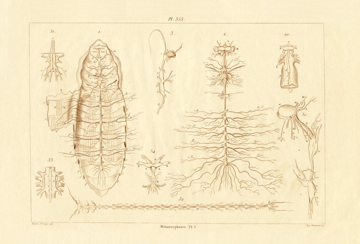 Metamorfoza, 1833-39 autorstwa French School