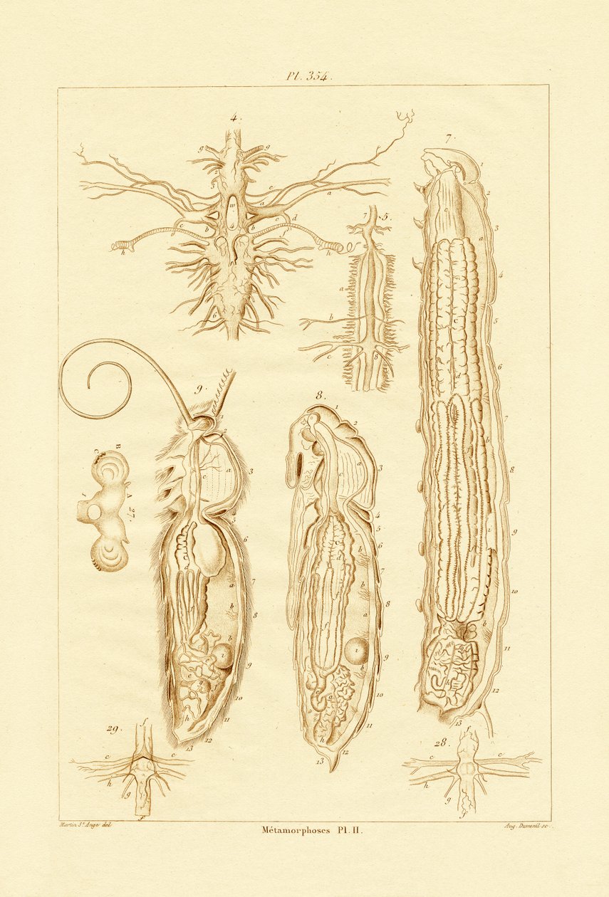 Metamorfoza, 1833-39 autorstwa French School