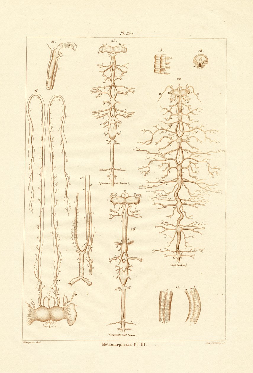 Metamorfoza, 1833-39 autorstwa French School