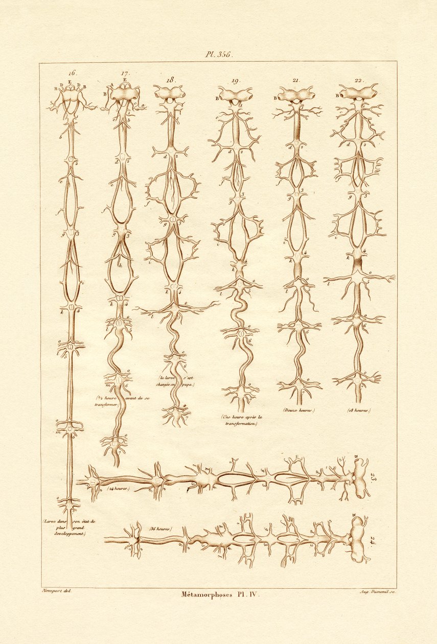 Metamorfoza, 1833-39 autorstwa French School