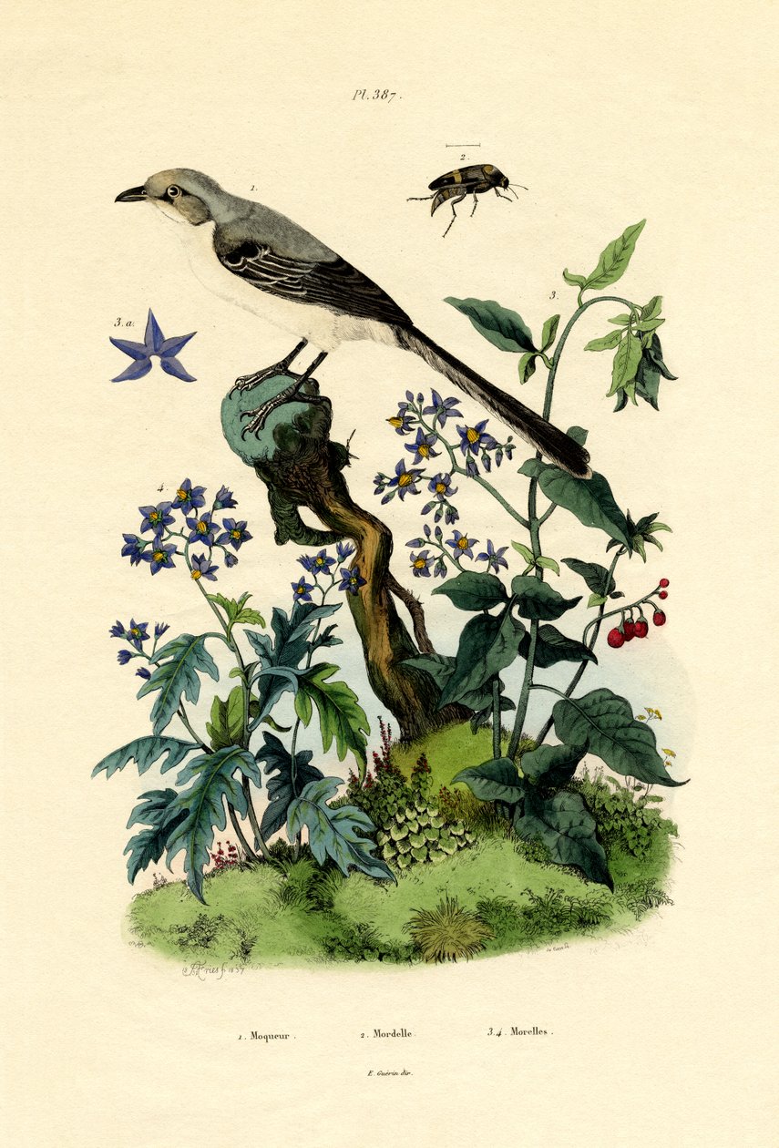 Przedrzeźniacz, 1833-39 autorstwa French School