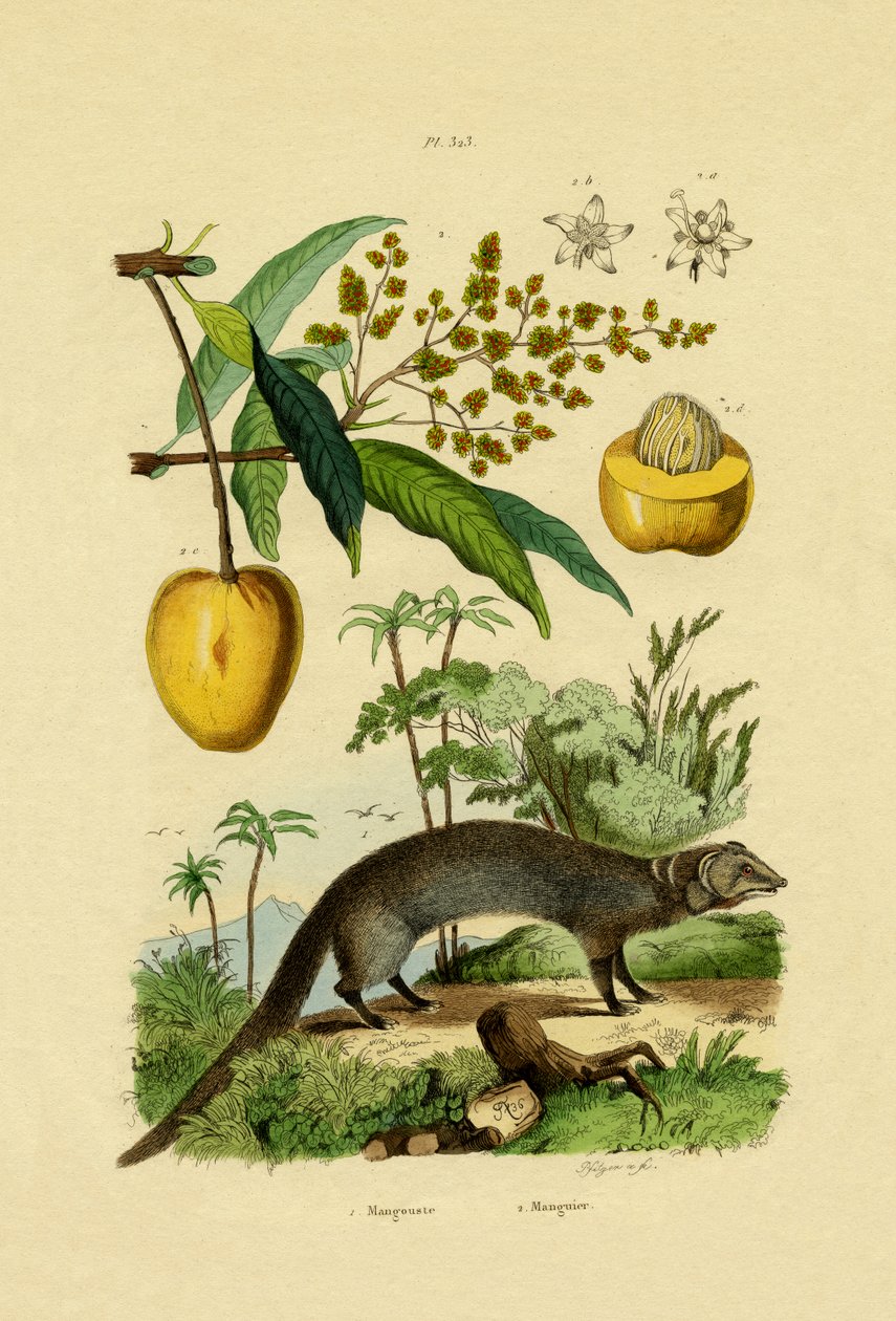 Mangusta, 1833-39 autorstwa French School
