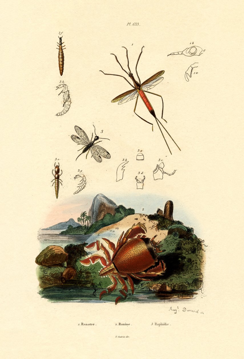 Bug igłowy, 1833-39 autorstwa French School
