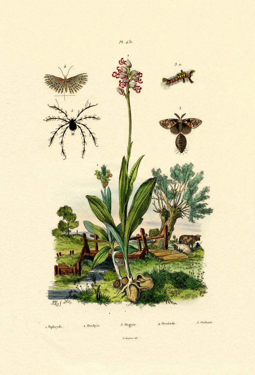 Orchidea, 1833-39 autorstwa French School