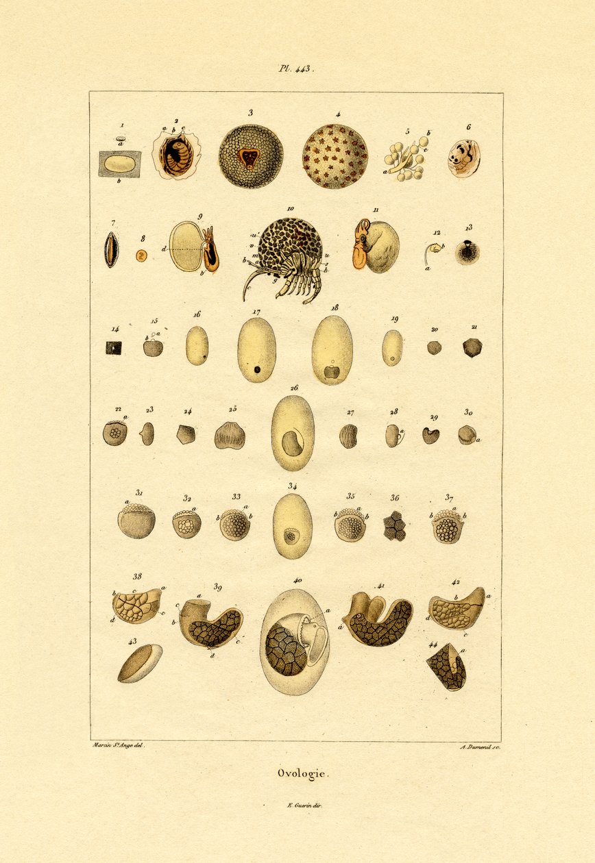 Owologia, 1833-39 autorstwa French School