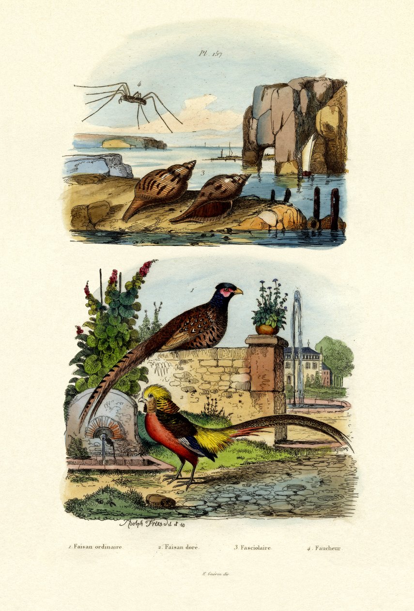 Bażant, 1833-39 autorstwa French School