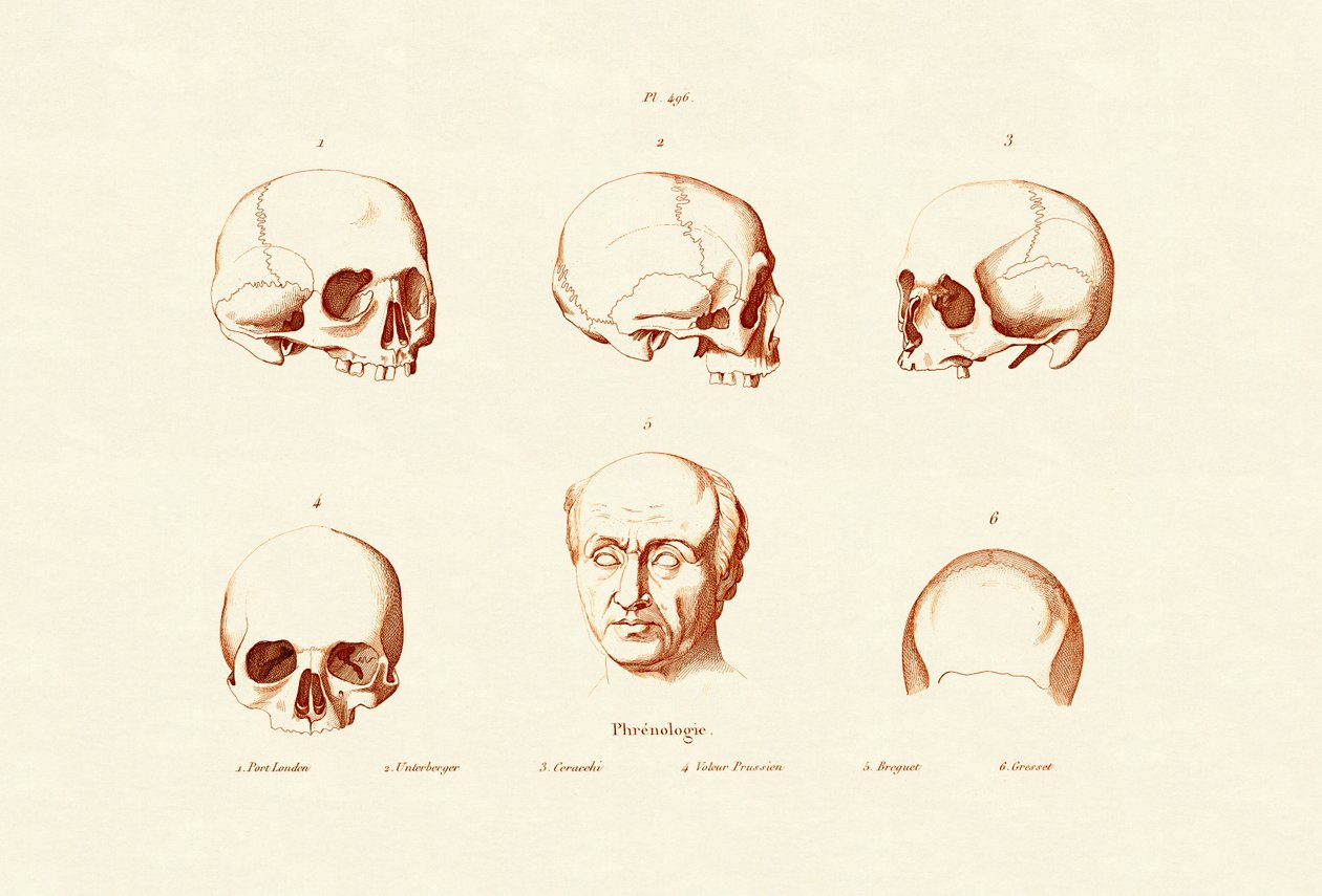 Frenologia, 1833-39 autorstwa French School