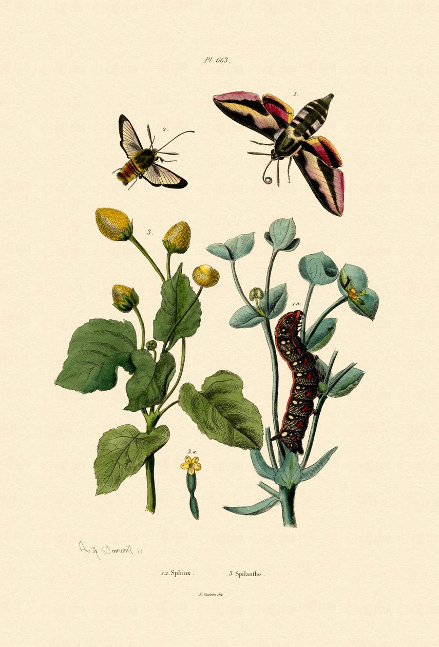 Privet Hawkmoth, 1833-39 autorstwa French School