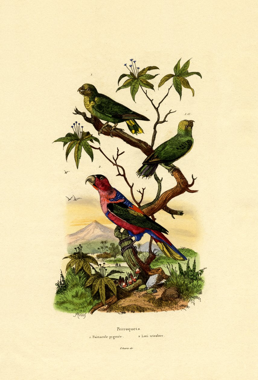 Papuga karłowata, 1833-39 autorstwa French School