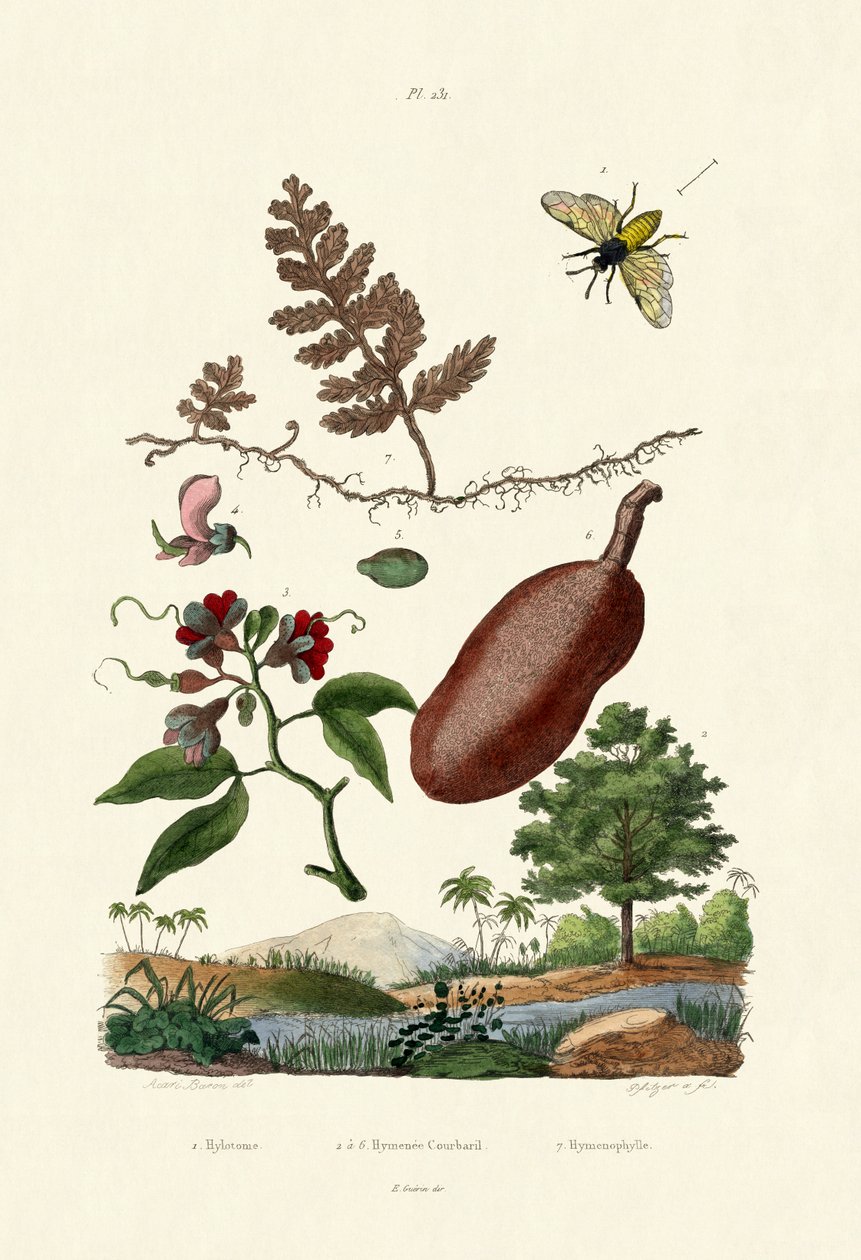 Tropikalna, 1833-39 autorstwa French School