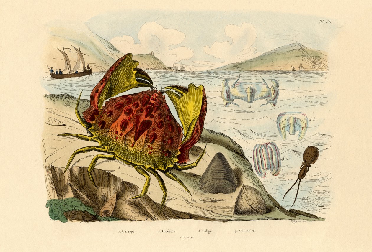 Krab wstydliwy, 1833-39 autorstwa French School