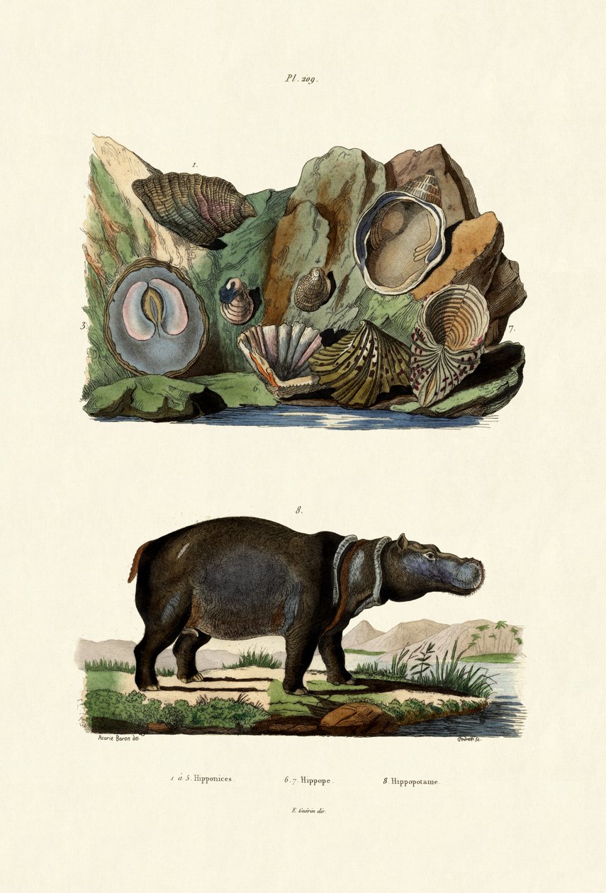 Muszle, 1833-39 autorstwa French School