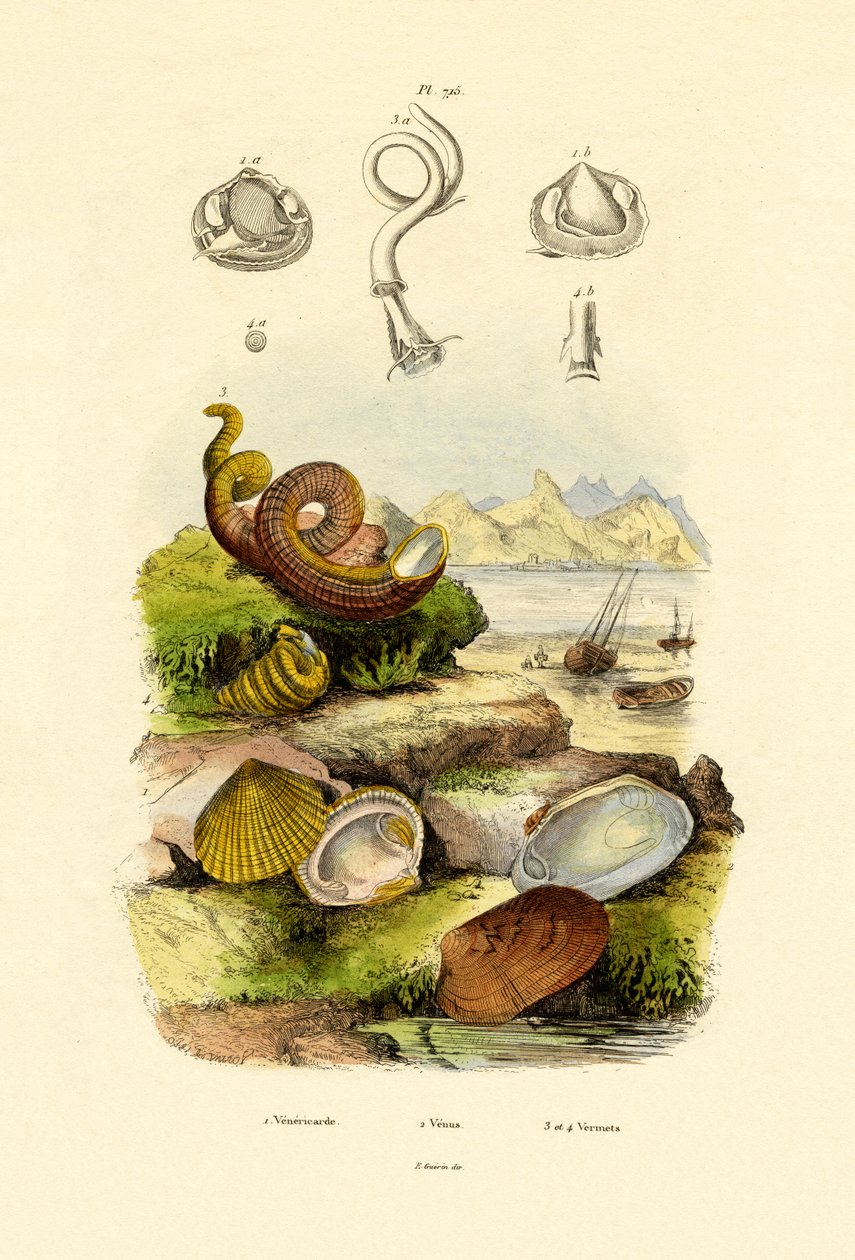 Muszle, 1833-39 autorstwa French School
