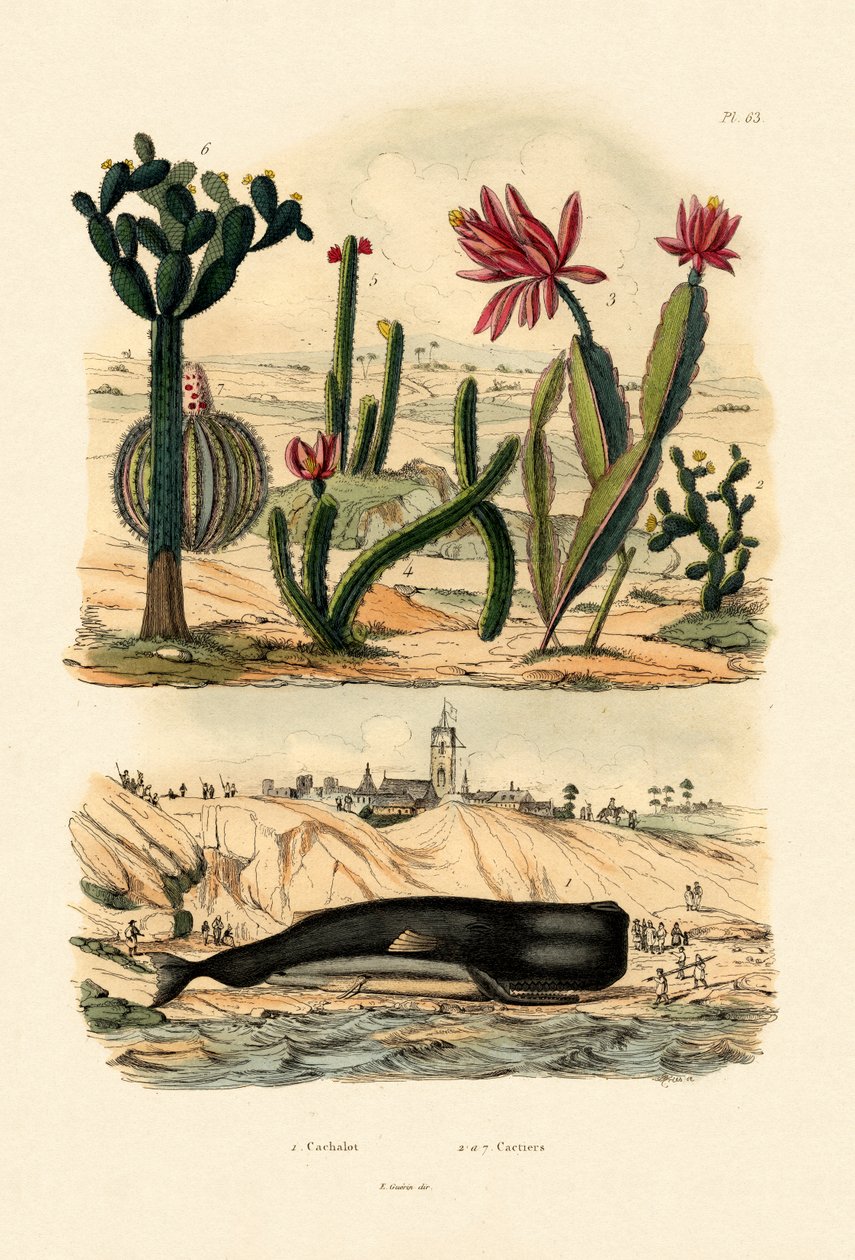 Kaszalot, 1833-39 autorstwa French School