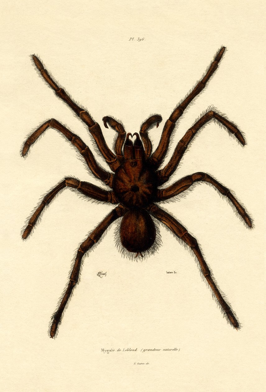 Tarantula, 1833-39 autorstwa French School