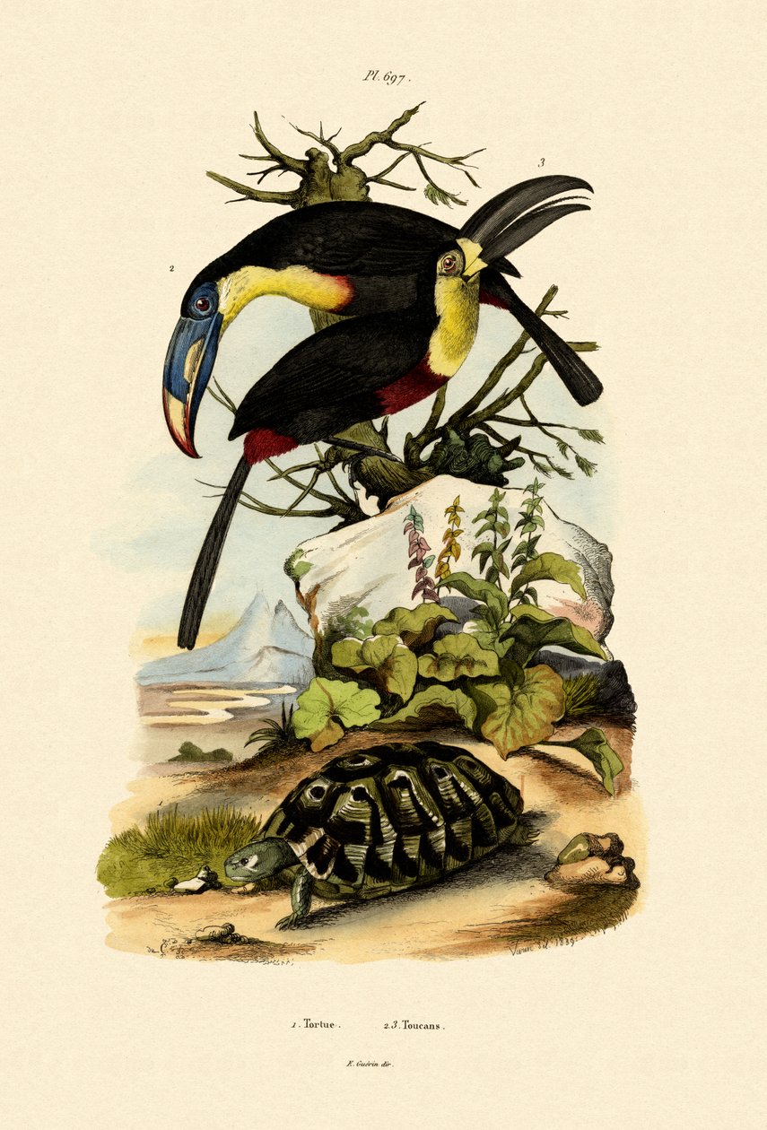 Tukany, 1833-39 autorstwa French School