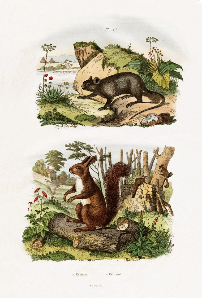 Szczur Drzewny, 1833-39 autorstwa French School