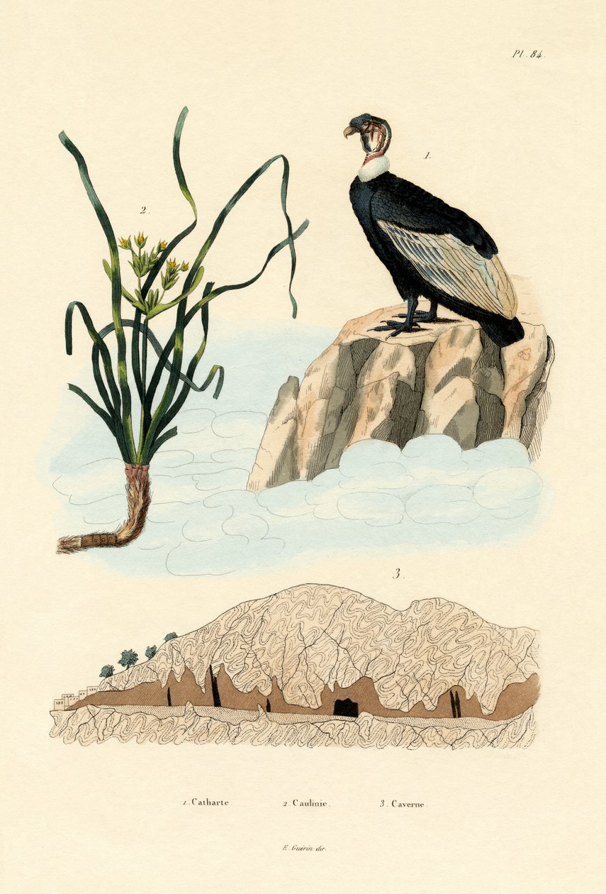Sęp, 1833-39 autorstwa French School