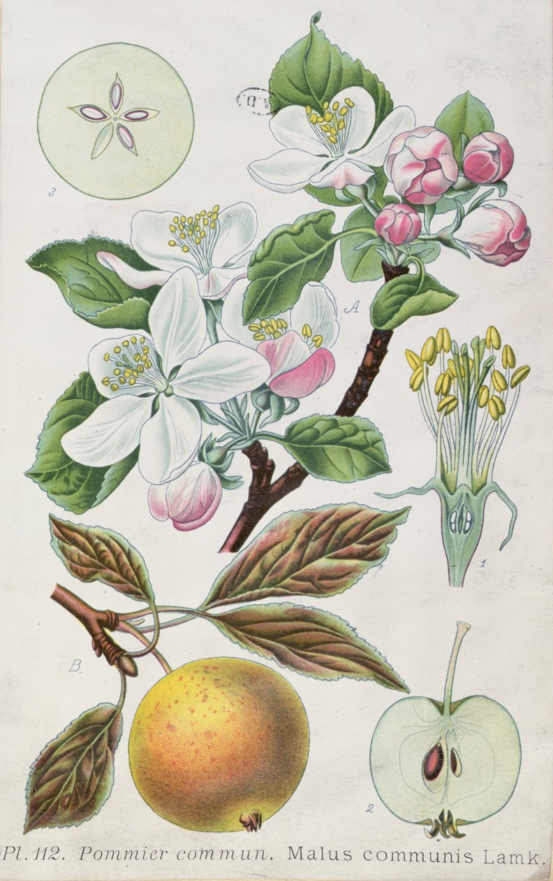 Jabłoń (Malus Communis) (kolorowy grawer) autorstwa French School