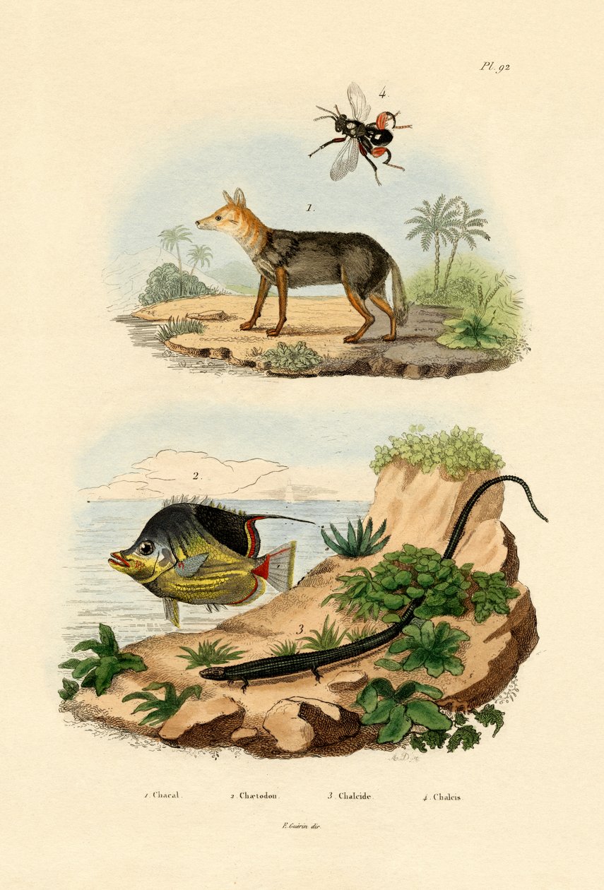 Szakal czarnogrzbiety, 1833-39 autorstwa French School