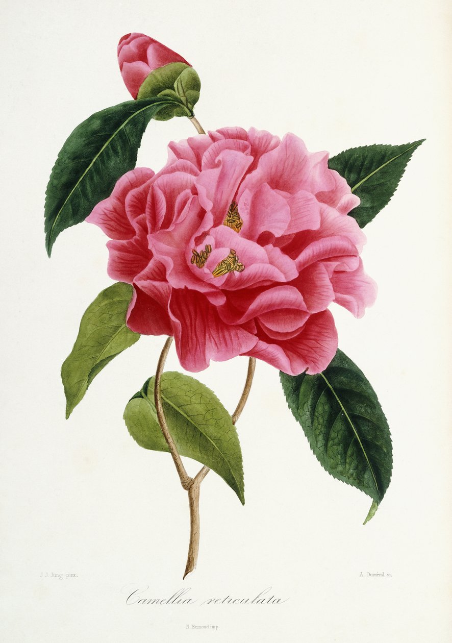 Camellia reticulata, 1839-1943 autorstwa French School
