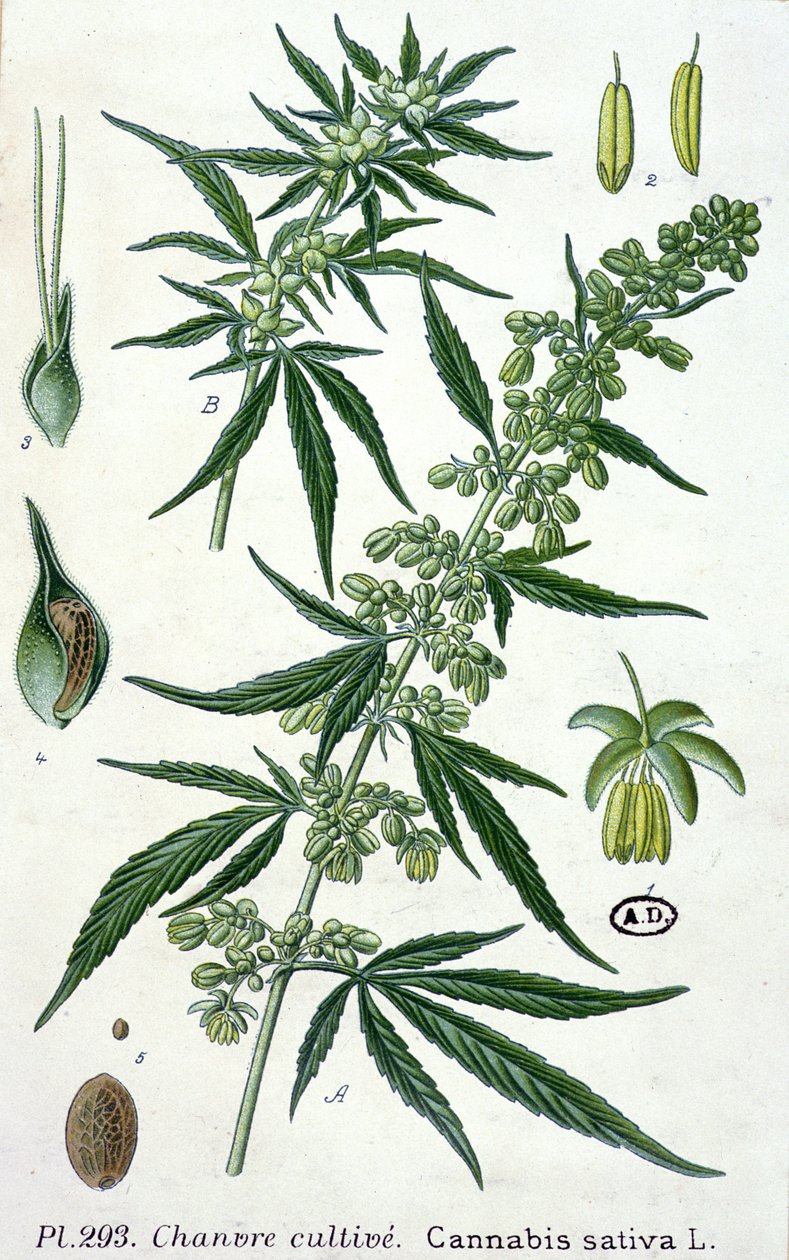 Cannabis sativa, płyta botaniczna autorstwa French School