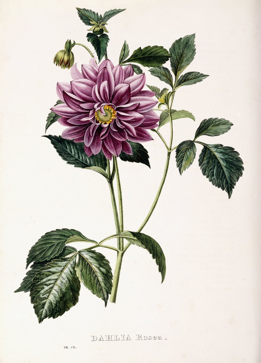 Dalia Rosea, 1715 autorstwa French School