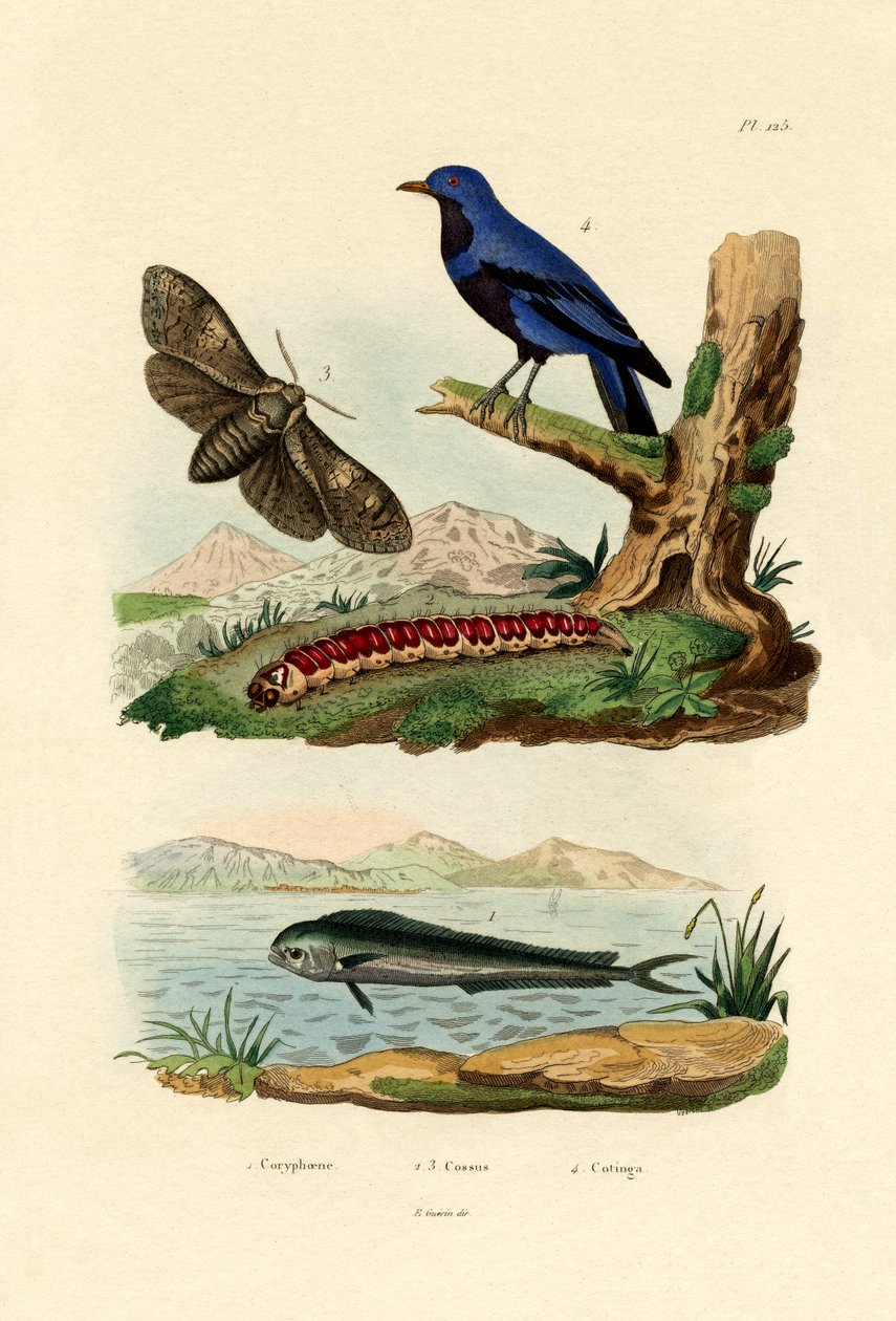 Delfin, 1833-39 autorstwa French School