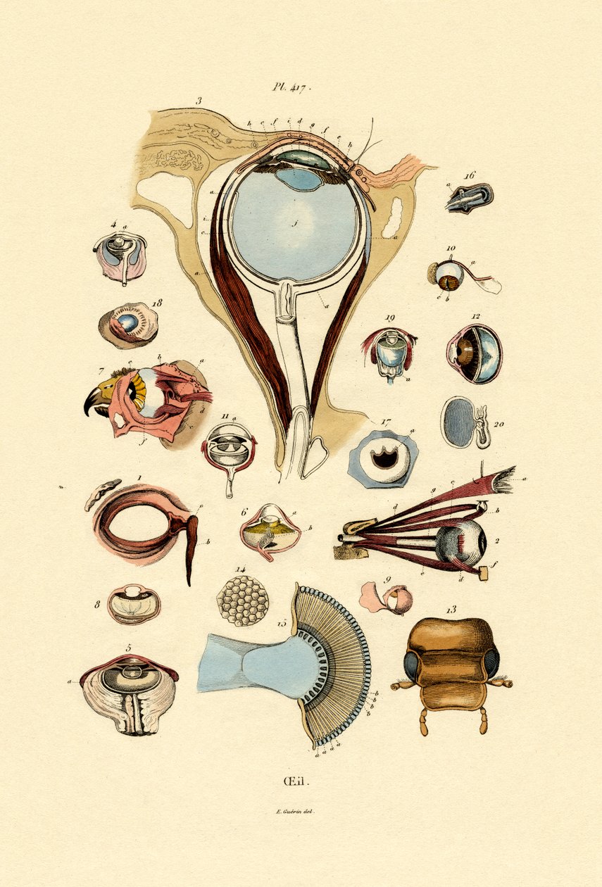 Oczy, 1833-39 autorstwa French School