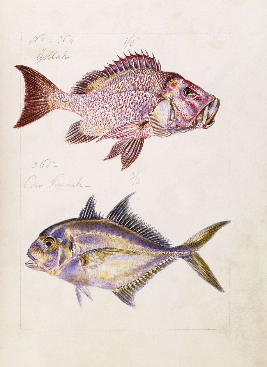 Gollah itp., ok.1850 autorstwa French School