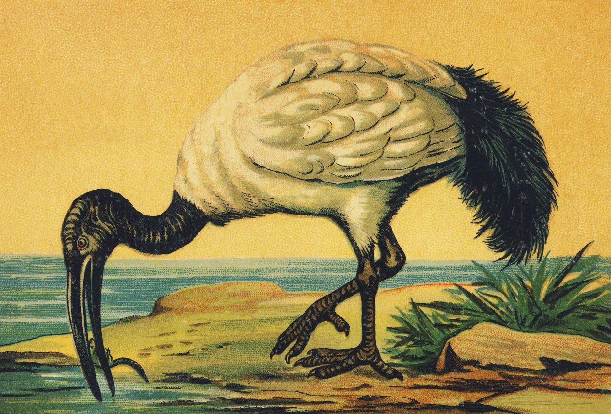 ja jako Ibis autorstwa French School