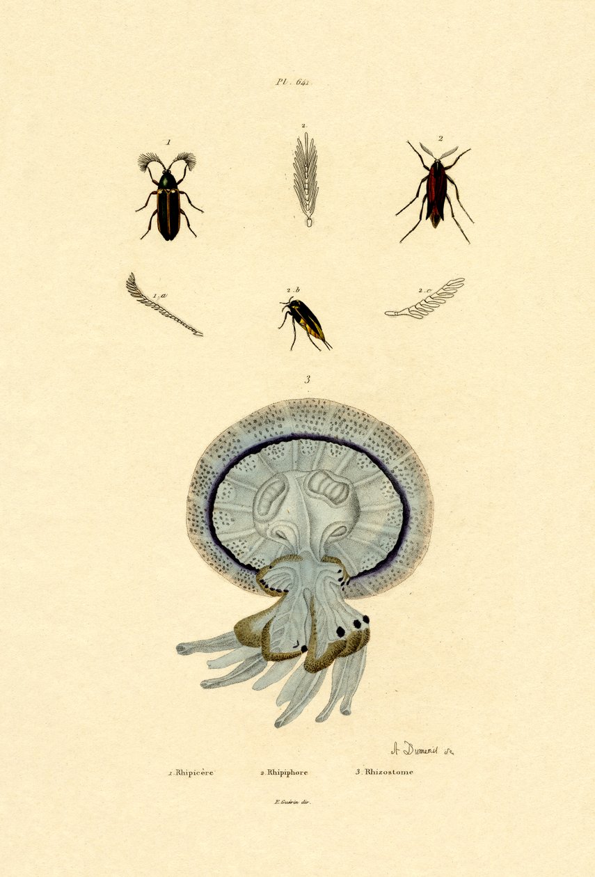 Meduza, 1833-39 autorstwa French School