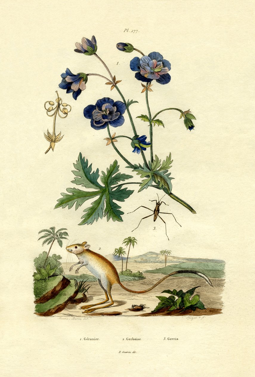 Jerboa, 1833-39 autorstwa French School
