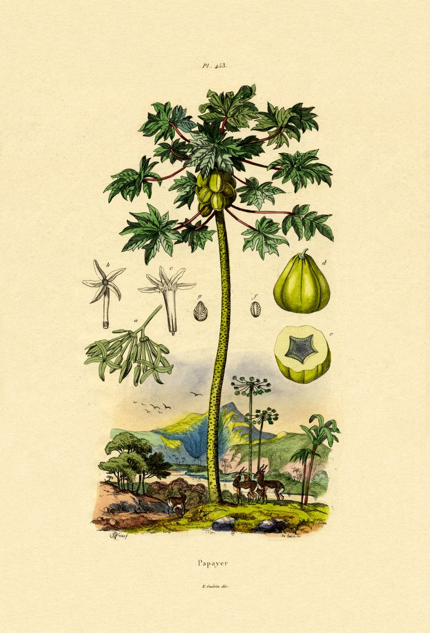 Papaja, 1833-39 autorstwa French School