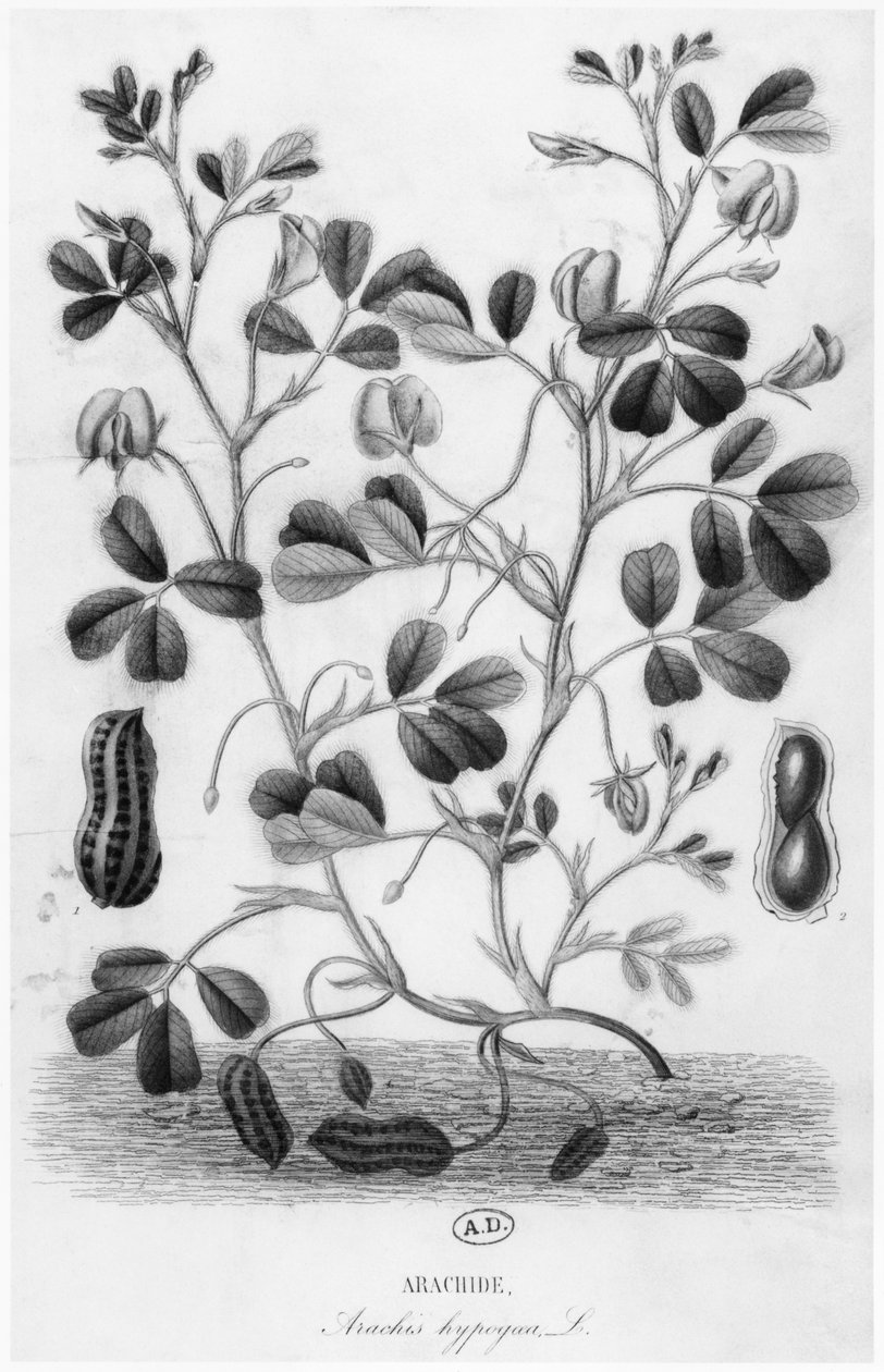 Orzech ziemny (Arachis hypogaea) autorstwa French School