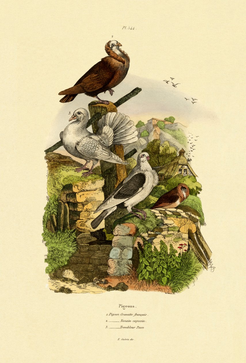 Gołębie, 1833-39 autorstwa French School