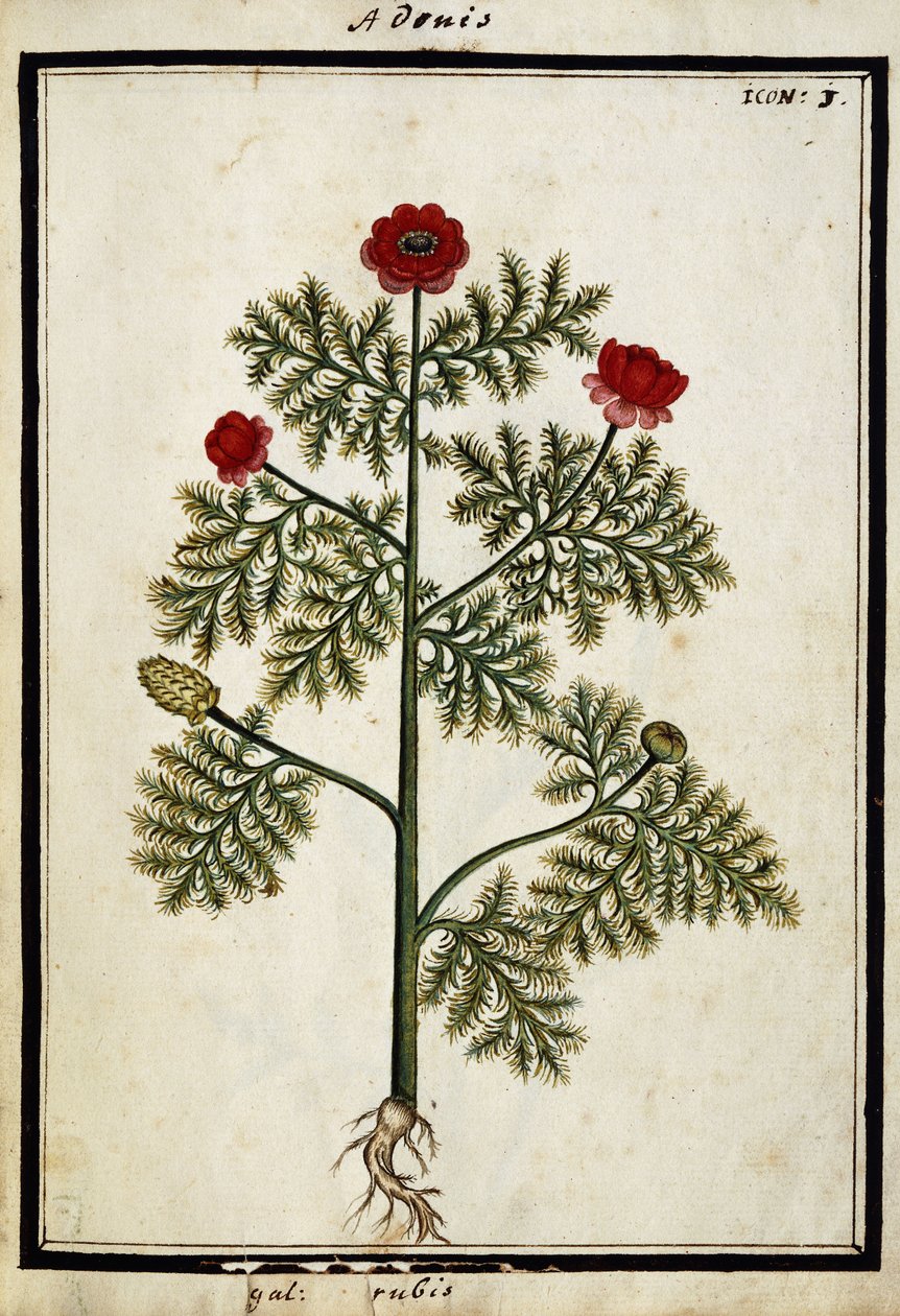 Czerwony Adonis, ok.1700 autorstwa French School