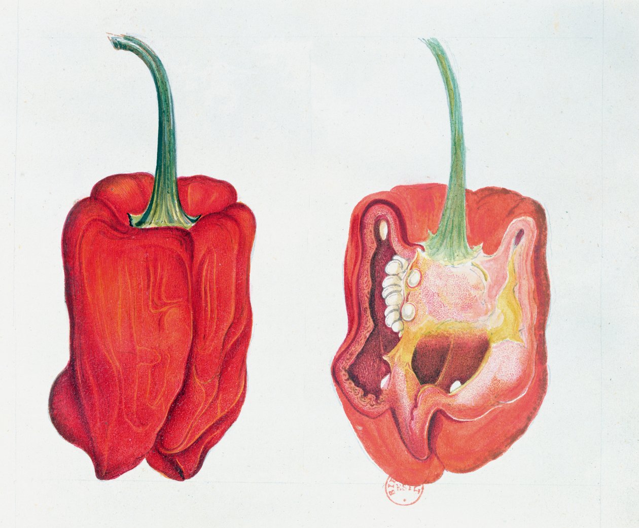 Papryka czerwona, talerz botaniczny (wc na papierze) autorstwa French School