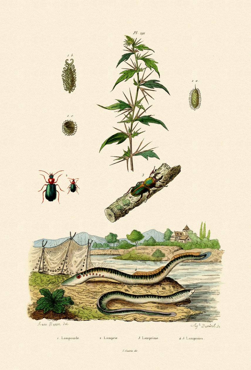Szorstki Cockleburr, 1833-39 autorstwa French School