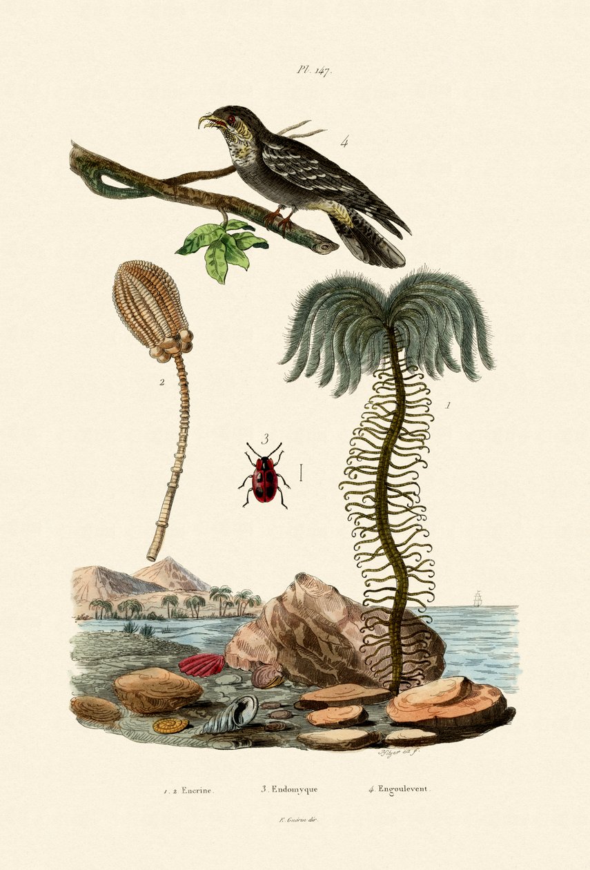 Lilia Morska, 1833-39 autorstwa French School