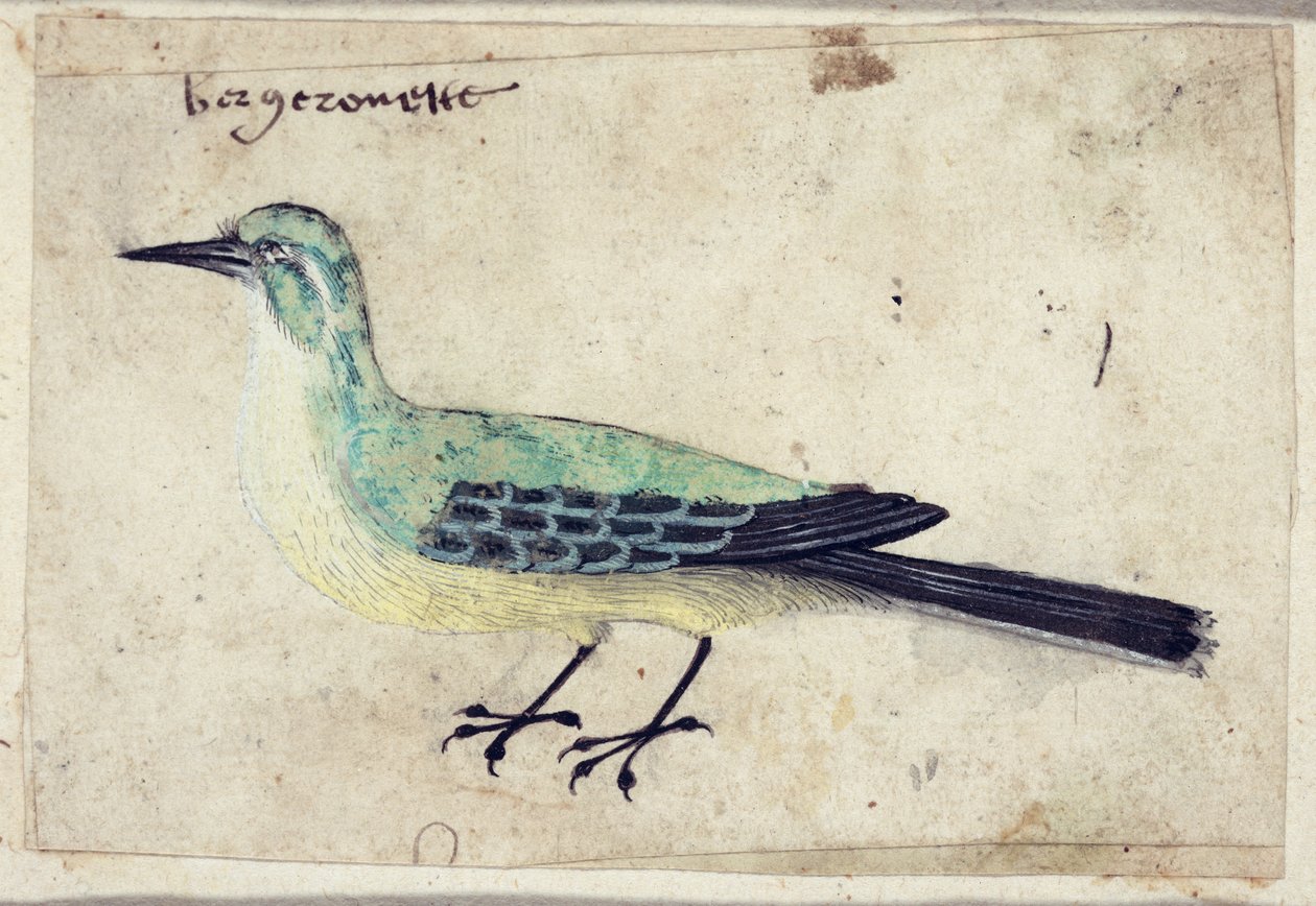 Studium ptaka, ok. 1620 autorstwa French School