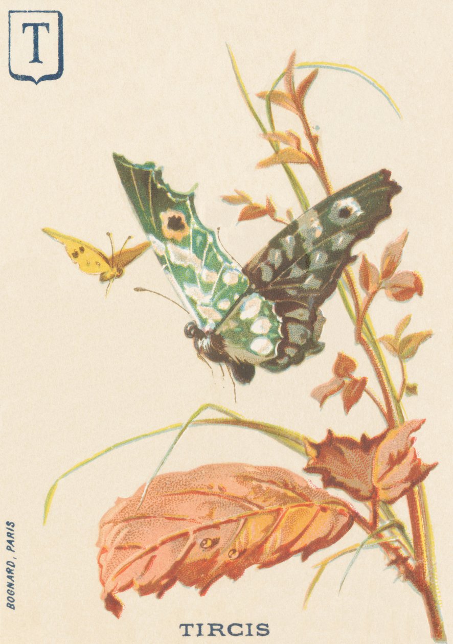 T: Tircis (Pararge aegeria) autorstwa French School