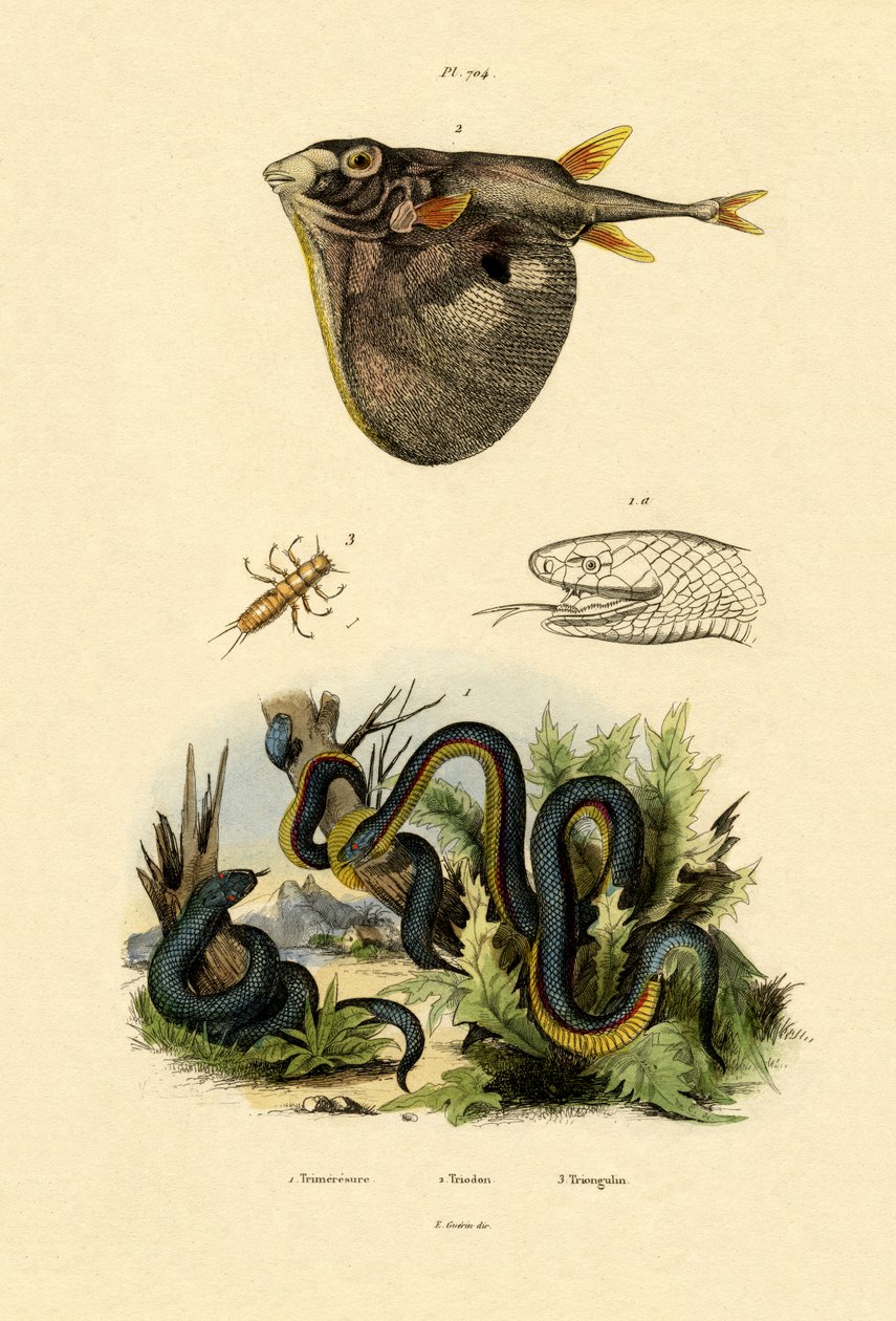 Tajwan Habu, 1833-39 autorstwa French School