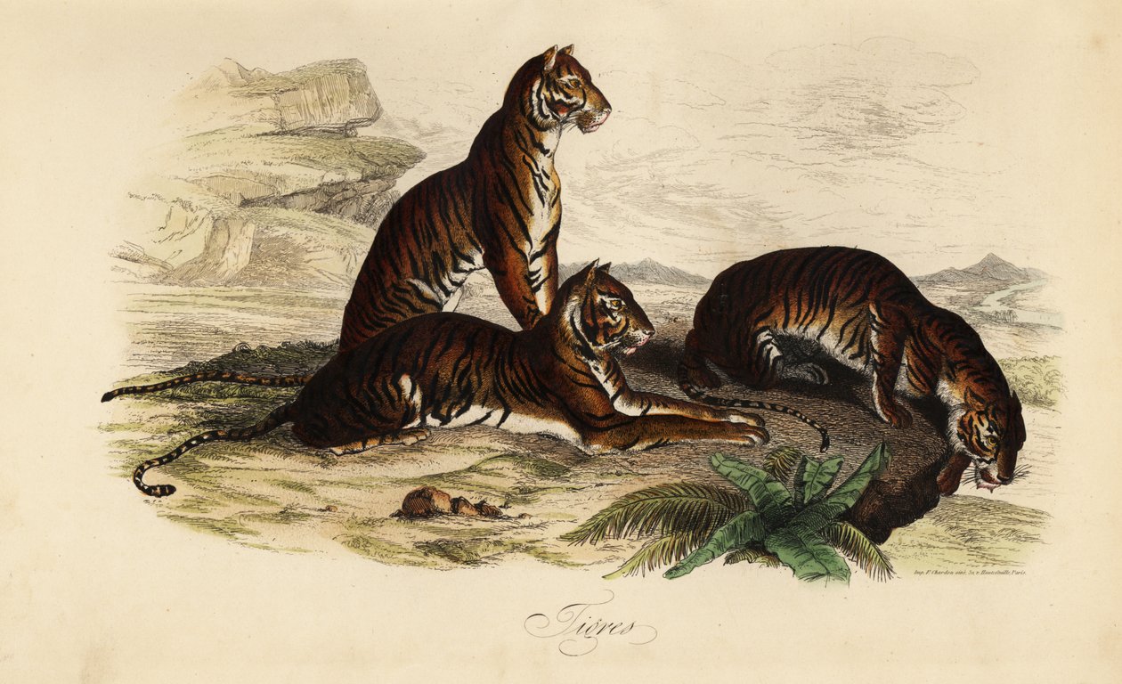 Tygrys, Panthera tigris autorstwa French School